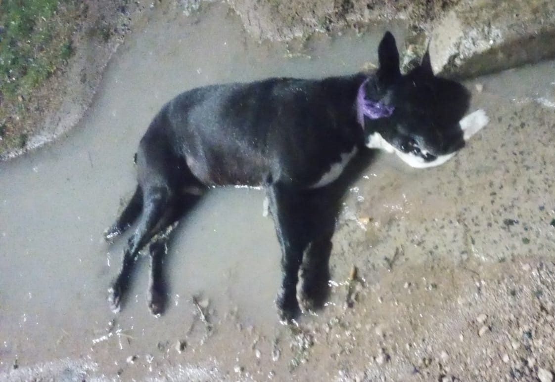 Perros envenenandos en Villa Italia. Piden ayuda (audio)
