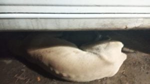 Perros envenenandos en Villa Italia. Piden ayuda (audio)