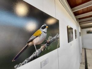 Mulazzi: Destacadas exposiciones en las salas I. Jaka y Mayor