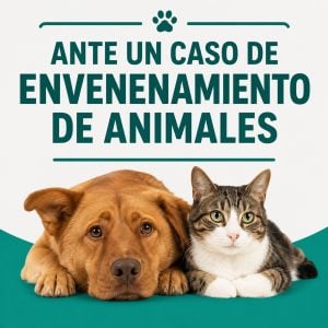 Difunden recomendaciones para actuar ante casos de sospecha de envenenamiento de animales
