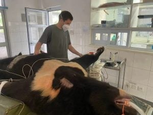 (audio) La historia del veterinario que encontró su propósito cuidando osos rescatados