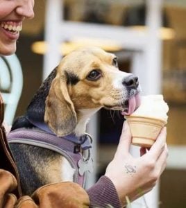 (audio) Son de Rafaela y fabrican helados para mascotas