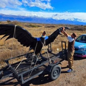 (audio) Diego Art y el proceso de Inti, Cóndor gigante que se viralizó en Mendoza