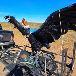 (audio) Diego Art y el proceso de Inti, Cóndor gigante que se viralizó en Mendoza