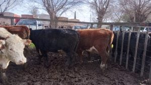 Exitoso quinto remate del año de Arzoz y Compañía