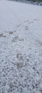 (videos) La primera nevada del invierno. De Tres Arroyos a todo el país las imágenes de LU24 por TN