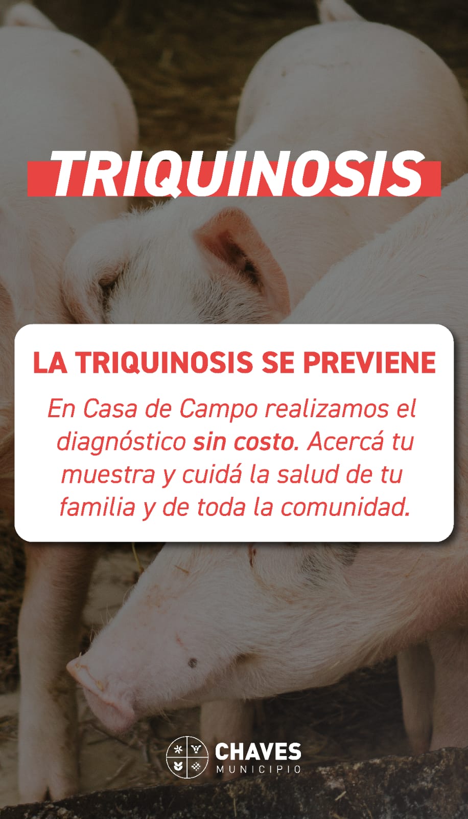 Chaves: la Oficina de Bromatología recuerda la importancia de prevenir la triquinosis