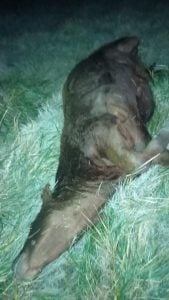 Un joven de Dorrego chocó con un novillo en la Ruta 228 y resultó ileso