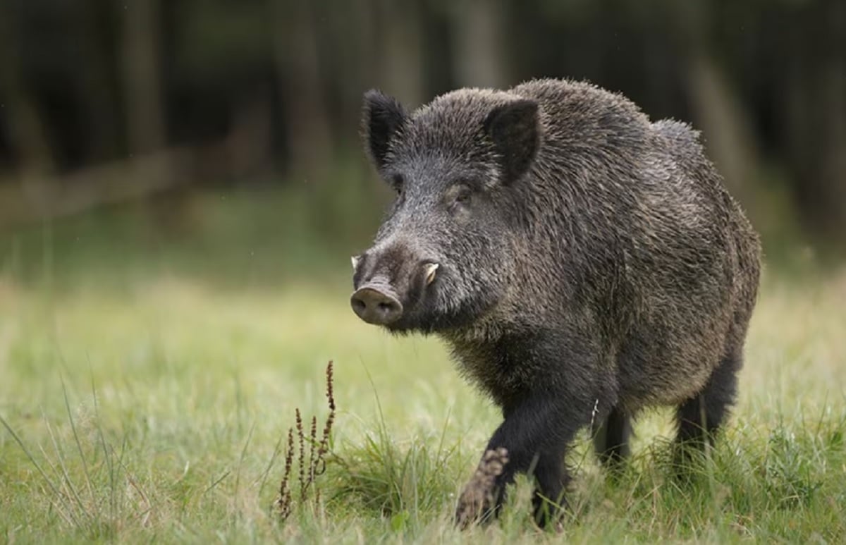 Invasión de Jabalíes provenientes de La Pampa. Abundan en el límite de Tres Arroyos con Pringles