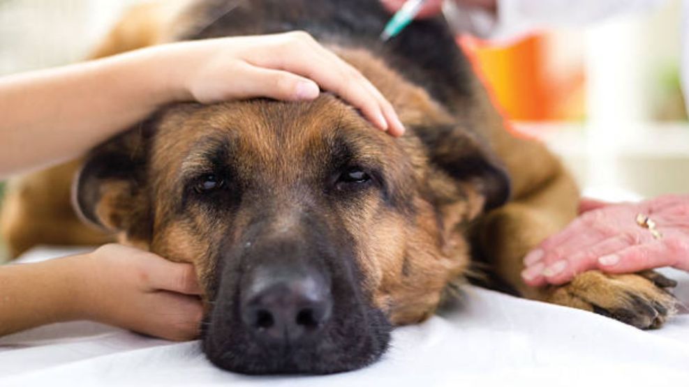 El Municipio interviene ante los casos de envenenamiento de mascotas en Villa Italia