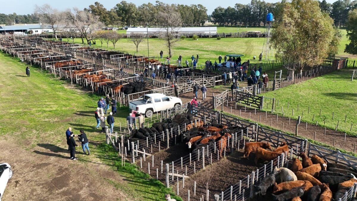 Valores muy sostenidos en el remate de Civardi en Coronel Dorrego
