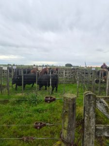 Todo listo para el Día de Campo en La Torcacita