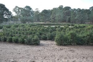 Avanza la recuperación y puesta en valor del Laberinto Vegetal en Monte Hermoso