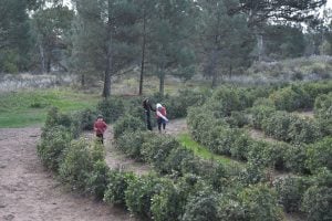 Avanza la recuperación y puesta en valor del Laberinto Vegetal en Monte Hermoso
