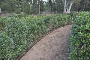 Avanza la recuperación y puesta en valor del Laberinto Vegetal en Monte Hermoso