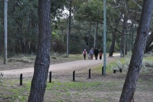 Avanza la recuperación y puesta en valor del Laberinto Vegetal en Monte Hermoso