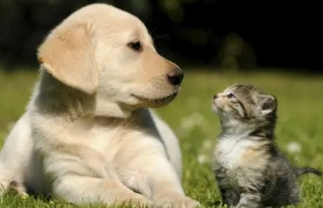 Banco Provincia lanzó un Seguro para mascotas